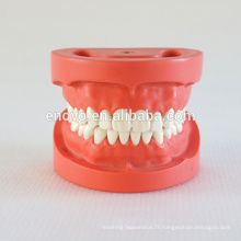 28pcs vis dents fixes dur gomme standard modèle dentaire 13002